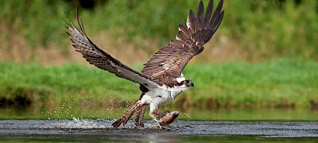 Hambleton Hall Nature And Bird Watching